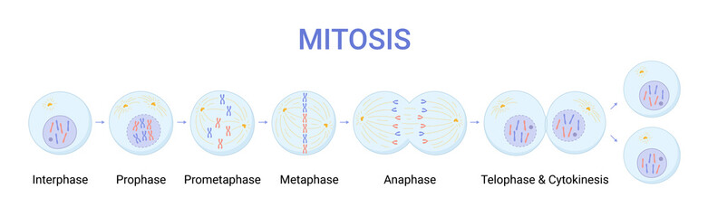 Vector illustration of Mitosis phases. Cell division - obrazy, fototapety, plakaty