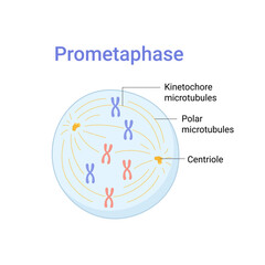 Vector illustration of Mitosis phase. Prometaphase