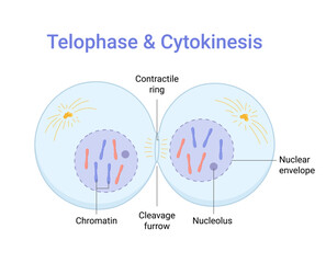 Vector illustration of Mitosis phase. Telophase and Cytokinesis