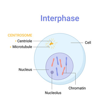 Vector illustration of Mitosis phase. Interphase