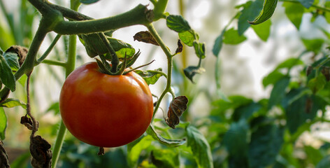 Tomato fruit banner. Growing tomato in a greenhouse.