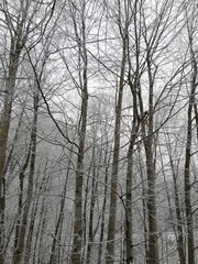 forest in winter