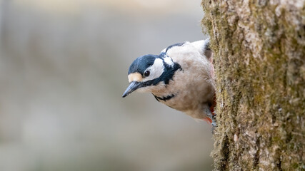 bird, natur, wild lebende tiere, tier, wild, specht, weiß, baum, 