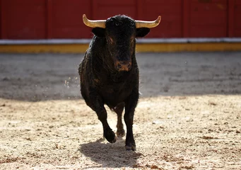 Poster spanish bull in a traditional spectacle of bullfight © alberto