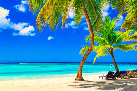 Coconut palm trees with sunloungers on the caribbean tropical beach. Saona Island, Dominican Republic. Vacation travel background
