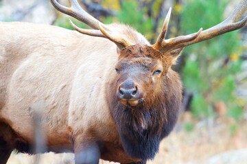 intense stare of a massive bull elk