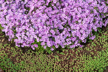 Small pink phlox flowers close up, bright wallpaper. Pink Moss Phlox. Phlox subulata pink flowers