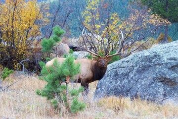 masculine bull elk defends territory