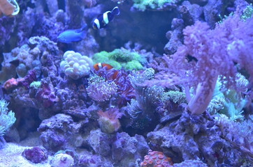 Underwater ecosystem panorama with Coral reef under the sea. Ecosystem and environment conservation concept