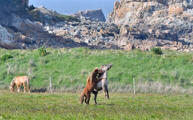 Beautiful horses playing in a field at Plougrescant in Brittany. France