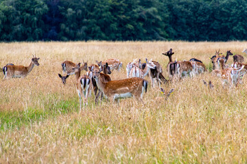 Grupo de ciervos en Phoenix Park, Dublín