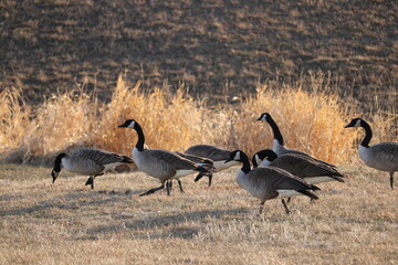 Gaggle