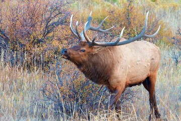 traded bull elk during elk rut