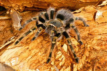 Chaco Golden Knee Tarantula (Grammostola aureostrista).