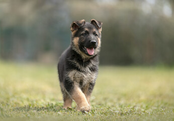 German shepherd puppy in the grass