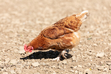 Red-headed laying hen free