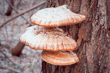 Large mushrooms have grown on the tree.