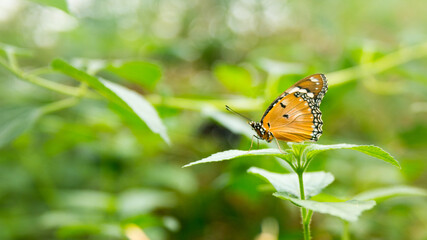 Obraz premium Colorful butterfly's on flowers