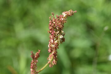 Rumex acetosa flowers (Common sorrel). Polygonaceae perennial plant. Edible and medicinal plants.