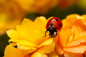 Extreme macro shots, Beautiful ladybug on flower leaf defocused background.