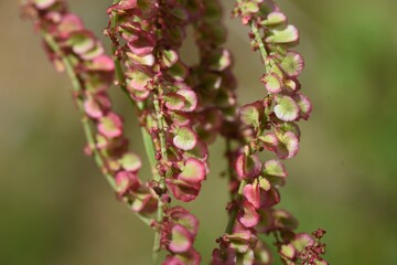 Rumex acetosa flowers (Common sorrel). Polygonaceae perennial plant. Edible and medicinal plants.