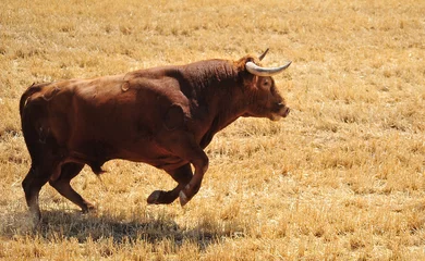 Foto op Plexiglas spanish bull in a traditional spectacle of bullfight © alberto