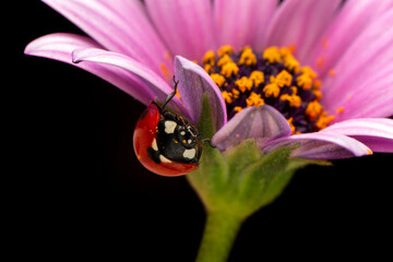 Extreme macro shots, Beautiful ladybug on flower leaf defocused background.