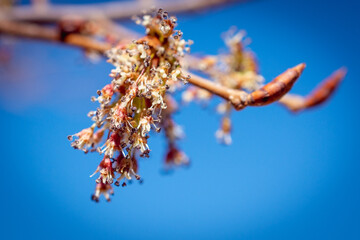 A branch on a tree with swollen buds.