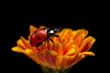 Extreme macro shots, Beautiful ladybug on flower leaf defocused background.