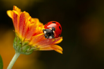 Extreme macro shots, Beautiful ladybug on flower leaf defocused background.