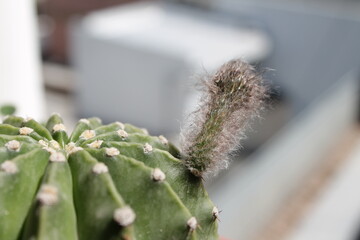 cactus in bloom