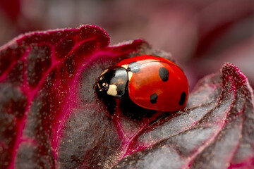 Extreme macro shots, Beautiful ladybug on flower leaf defocused background. © blackdiamond67