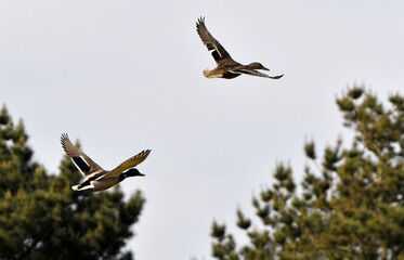 Colvery ducks in flight