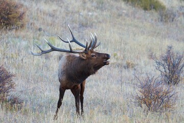 bull elk bellows 