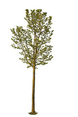 Cutout image of a deciduous spring tree with green leaves.