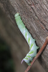 caterpillar on a leaf