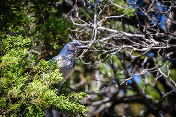 bird on a tree