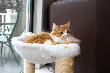 cat on a window sill