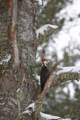 Pileated woodpecker, female in Eastern white pine