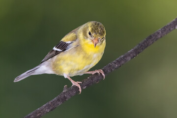 American Goldfinch Perched on a Branch of a Tree