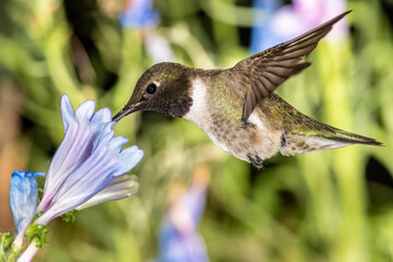 Fototapeta na wymiar Black-Chinned Hummingbird Searching for Nectar Among the Blue Flowers