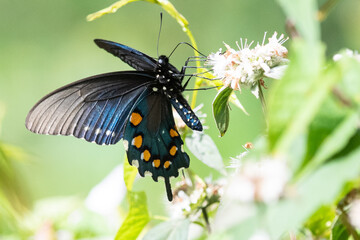 Spicebush Swallowtail Butterfly Sipping Nectar from the Accommodating Flower