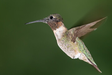 Fototapeta na wymiar Ruby Throated Hummingbird Hovering in the Green Forest