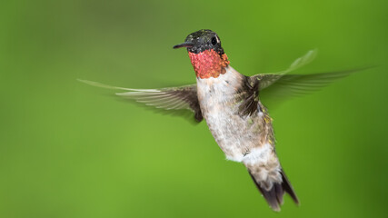 Ruby Throated Hummingbird Hovering in the Green Forest