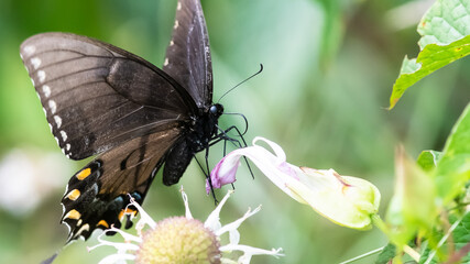 Spicebush Swallowtail Butterfly Sipping Nectar from the Accommodating Flower