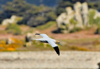Beautiful Gannet in flight over the sea in Brittany. France