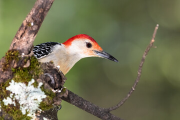 Red-bellied Woodpecker Perched on a Branch of a Tree