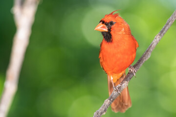 Northern Cardinal Perched on a Tree Branch