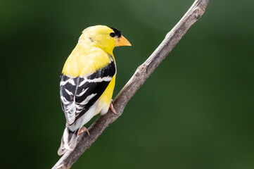 American Goldfinch Perched on a Slender Tree Branch