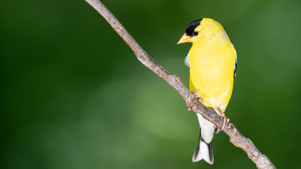 American Goldfinch Resting on a Tree Branch